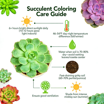 Sprout N Green 4'' Sedum lucidum Obesum, Live Succulent Fully Rooted in Pots with Soil Mix, Rare House Plant for Home Office Indoor Outdoor Wedding Decor, DIY Projects, Party Favor