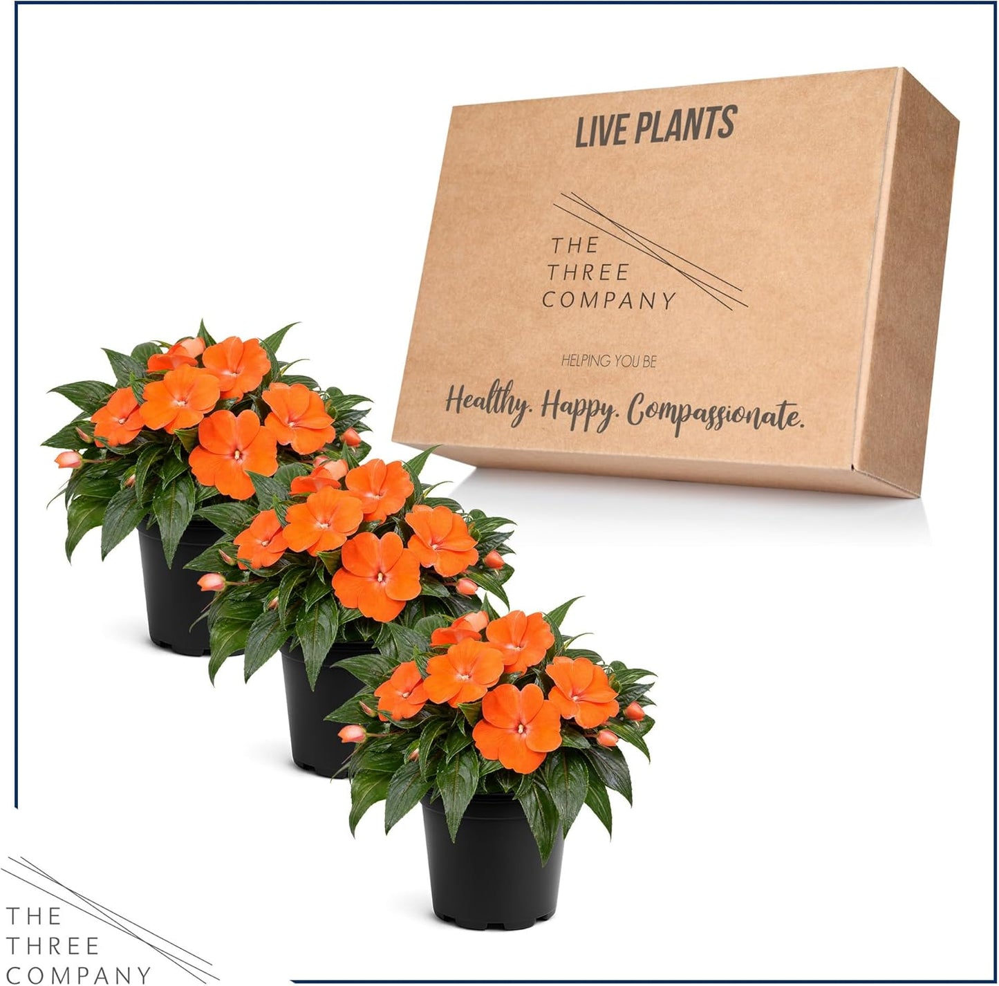 Live Flowering New Guinea Impatiens - Grower's Choice Assorted Colors (3 Plants Per Pack) - Beautiful Shade Flowers - 12" Tall by 5" Wide in 1 Qt Pot