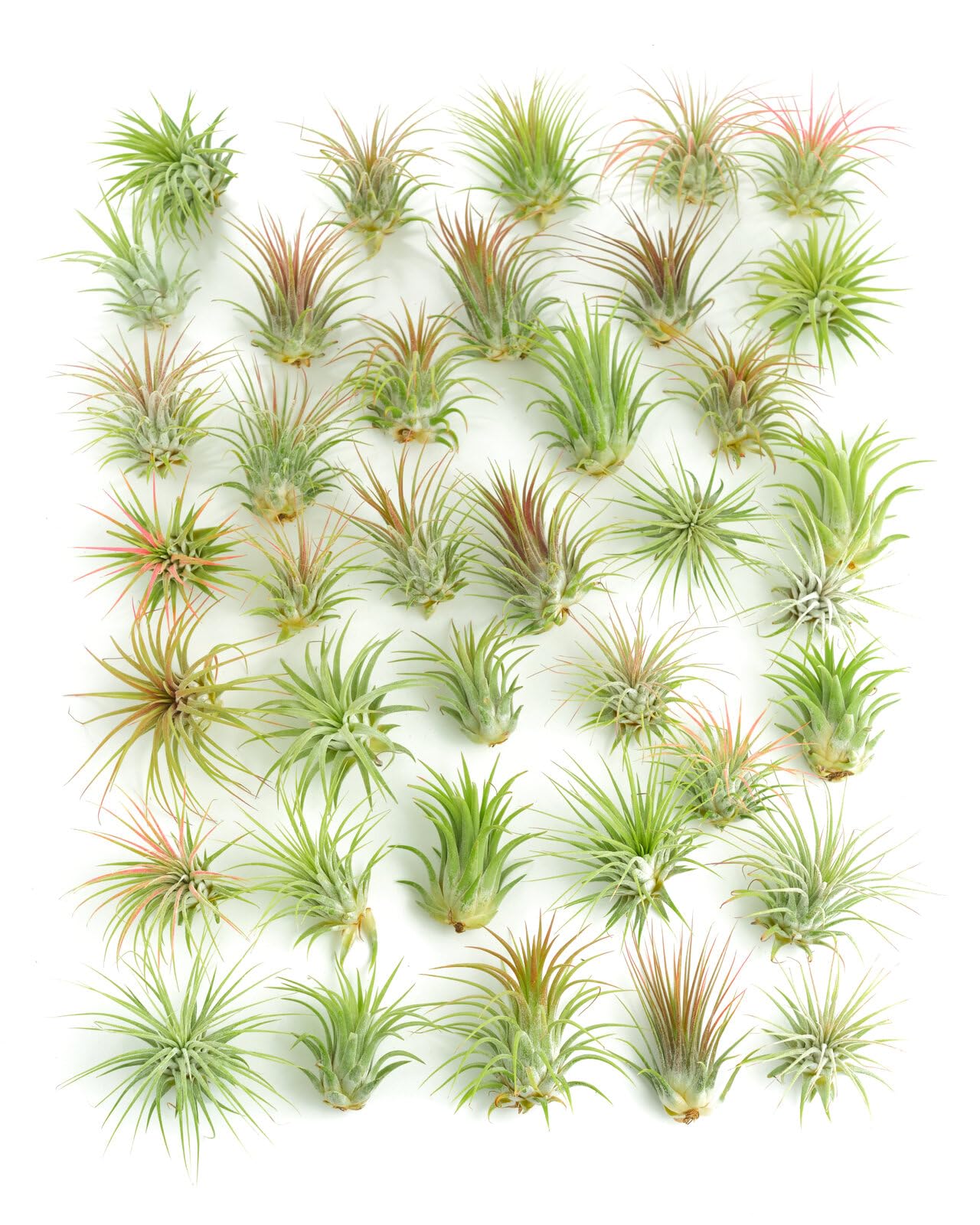 Shop Succulents | Assorted Collection of Tropical Tillandsia Air Plant Kit, Hand Selected Variety Pack | Collection of 12