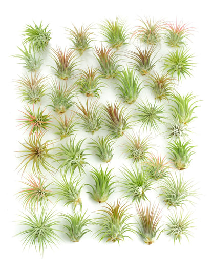 Shop Succulents | Assorted Collection of Tropical Tillandsia Air Plant Kit, Hand Selected Variety Pack | Collection of 12