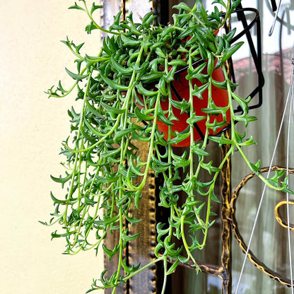 Sprout N Green 4'' Sedum lucidum Obesum, Live Succulent Fully Rooted in Pots with Soil Mix, Rare House Plant for Home Office Indoor Outdoor Wedding Decor, DIY Projects, Party Favor