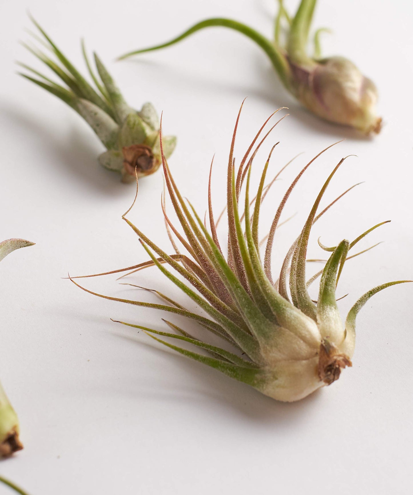 Shop Succulents | Assorted Collection of Tropical Tillandsia Air Plant Kit, Hand Selected Variety Pack | Collection of 12