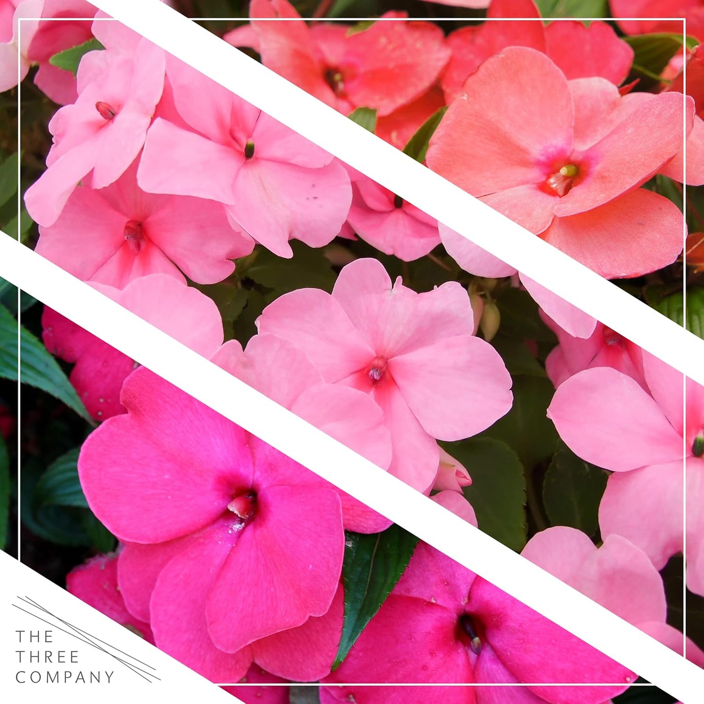 Live Flowering New Guinea Impatiens - Grower's Choice Assorted Colors (3 Plants Per Pack) - Beautiful Shade Flowers - 12" Tall by 5" Wide in 1 Qt Pot