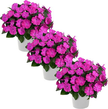 Live Flowering New Guinea Impatiens - Grower's Choice Assorted Colors (3 Plants Per Pack) - Beautiful Shade Flowers - 12" Tall by 5" Wide in 1 Qt Pot