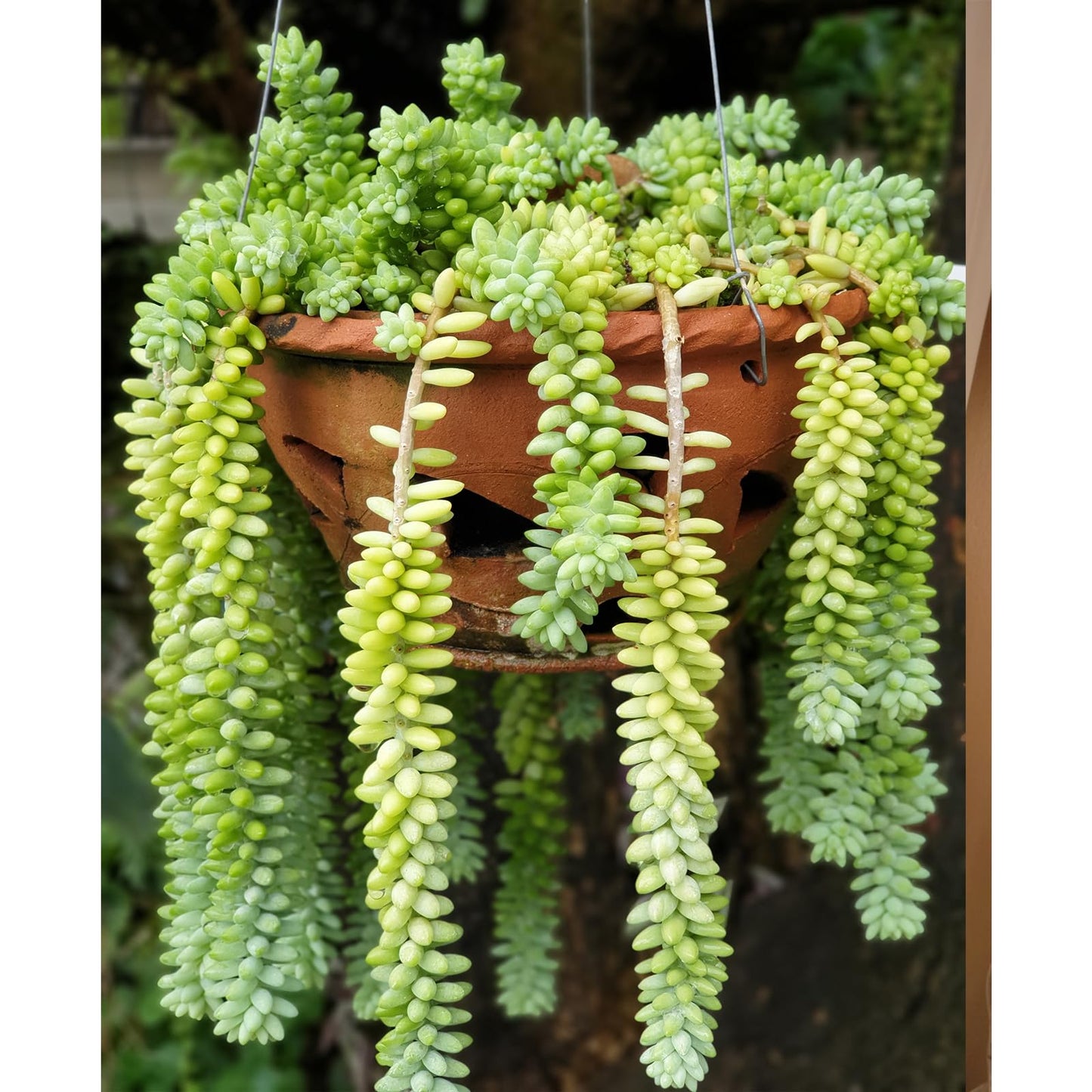 Sprout N Green 4'' Sedum lucidum Obesum, Live Succulent Fully Rooted in Pots with Soil Mix, Rare House Plant for Home Office Indoor Outdoor Wedding Decor, DIY Projects, Party Favor