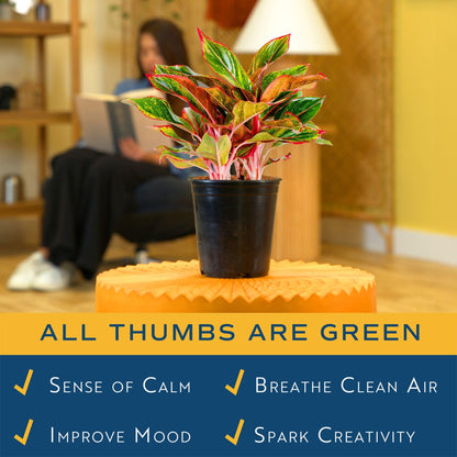 Costa Farms Chinese Evergreen Live Plant in Decorative Pot, Easy to Maintain, Air Purifying Indoor Houseplant, Home, Room, or Office Decor, House Warming or Birthday Gift, 12-18 Inches Tall