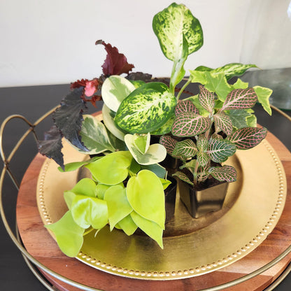 Easy to Grow Houseplants (12 Pack) Live House Plants in Plant Containers, Growers Choice Plant Set in Planters with Potting Soil Mix, Home Décor Planting Kit or Outdoor Garden Gifts by Plants for Pets