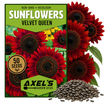 Red Sunflower Seeds for Planting - 50 Heirloom Non GMO Velvet Queen Flower Seeds Plant & Grow Home Outdoor Annual Garden - 1 Packet