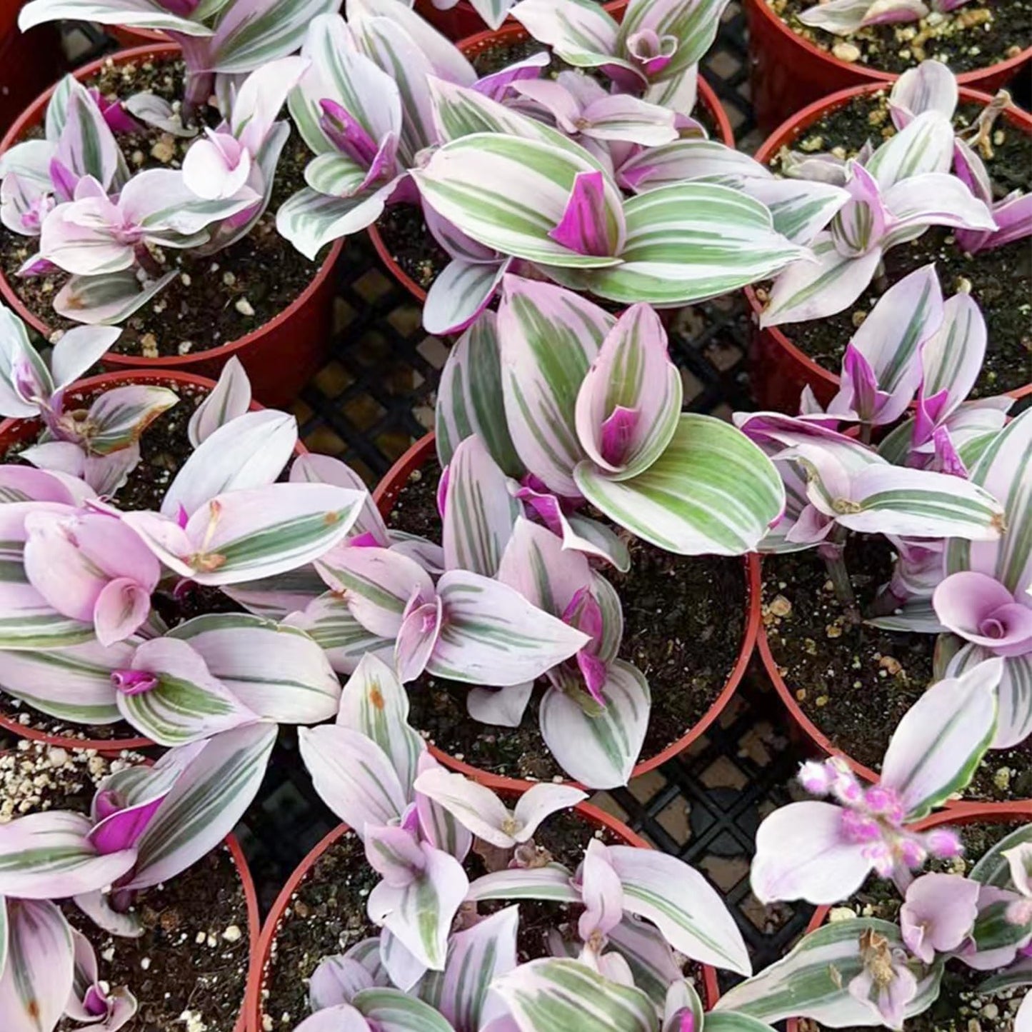 Sprout N Green 4'' Sedum lucidum Obesum, Live Succulent Fully Rooted in Pots with Soil Mix, Rare House Plant for Home Office Indoor Outdoor Wedding Decor, DIY Projects, Party Favor