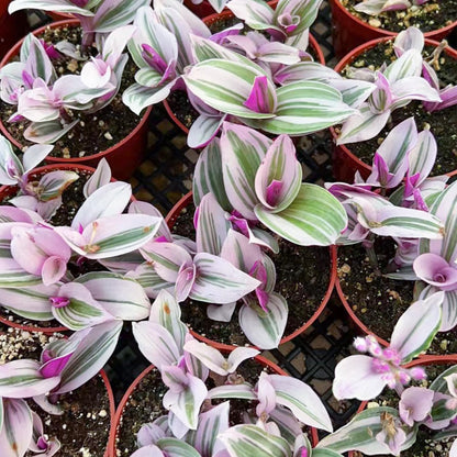 Sprout N Green 4'' Sedum lucidum Obesum, Live Succulent Fully Rooted in Pots with Soil Mix, Rare House Plant for Home Office Indoor Outdoor Wedding Decor, DIY Projects, Party Favor