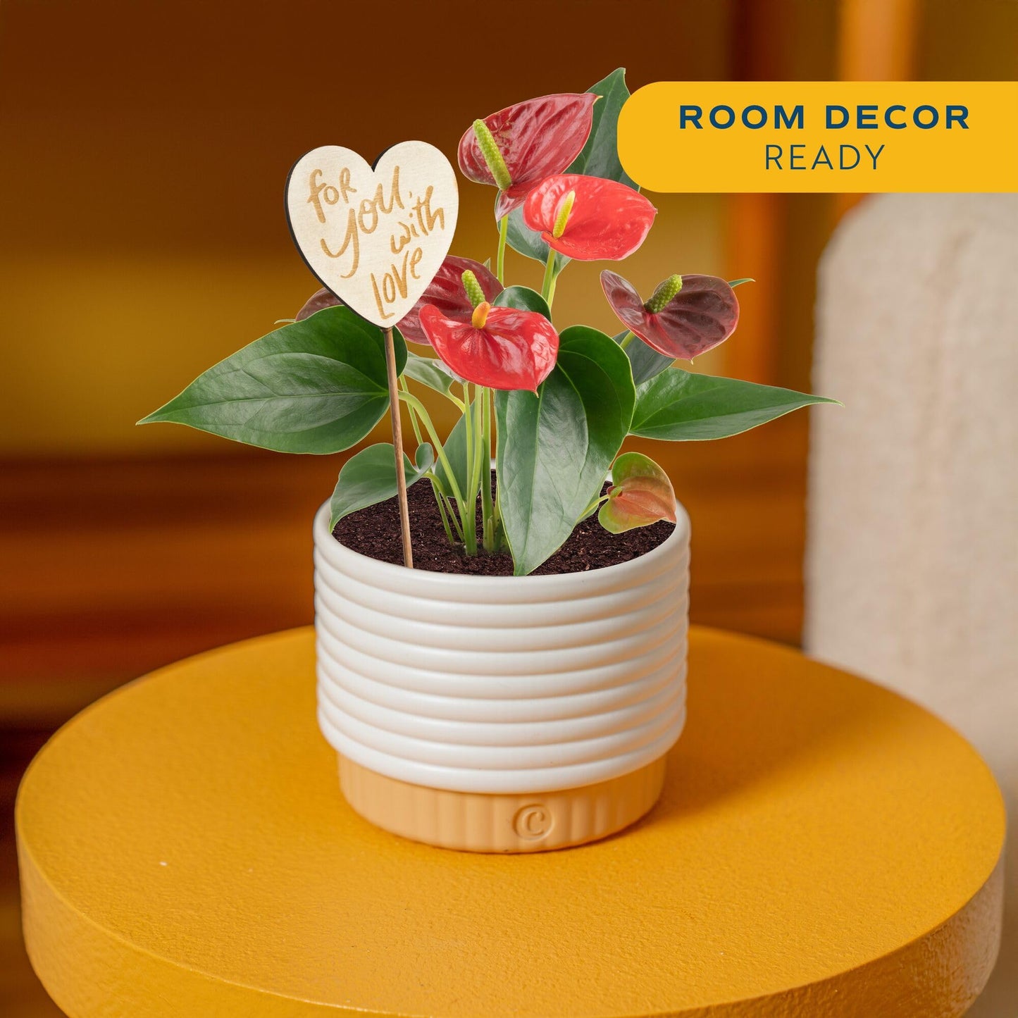 Costa Farms Live Anthurium Indoor Houseplant, Flamingo Flower with Heart-Shaped Red Blooms, 10-14 Inches Tall in Decorative Pot, Natural Air Purifier for Home or Office Decor, Gift for Her