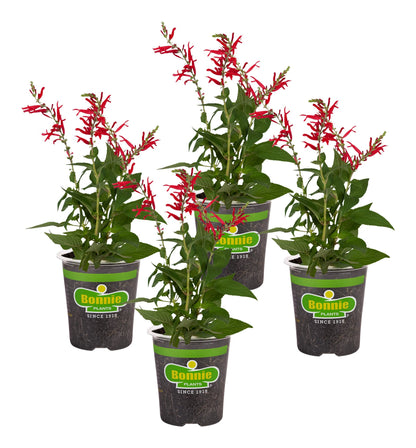 Bonnie Plants Pineapple Sage - 4 Pack Live Plants, Perennial In Zones 8 - 10, 3 - 4 Ft Tall Plants, Garnish, Teas & Flower Arrangements