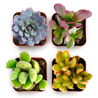 Shop Succulents Endless Summer Succulent Pack Collection - Live Mini Succulent Plants, Low Maintenance, Colors & Textures - Wedding and Party Favors, Gift & Garden, Pack of 12