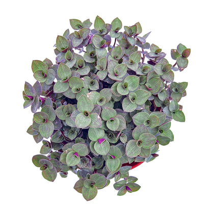 Sprout N Green 4'' Sedum lucidum Obesum, Live Succulent Fully Rooted in Pots with Soil Mix, Rare House Plant for Home Office Indoor Outdoor Wedding Decor, DIY Projects, Party Favor