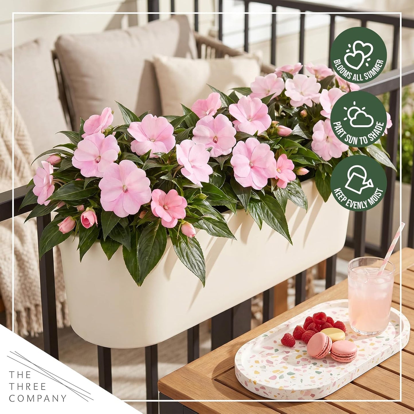 Live Flowering New Guinea Impatiens - Grower's Choice Assorted Colors (3 Plants Per Pack) - Beautiful Shade Flowers - 12" Tall by 5" Wide in 1 Qt Pot
