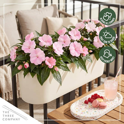 Live Flowering New Guinea Impatiens - Grower's Choice Assorted Colors (3 Plants Per Pack) - Beautiful Shade Flowers - 12" Tall by 5" Wide in 1 Qt Pot