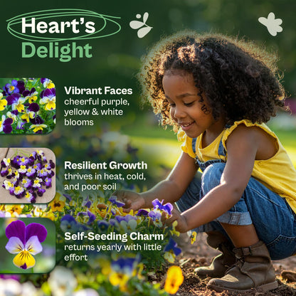 SVI 50 Teddy Bear Sunflower Seeds (Helianthus annuus) – Dwarf Teddy Bear Sunflower Seed Packets – Annual Cut Flower Seeds for Outdoor Garden & Indoor Garden, Containers, Patios, Flower Beds