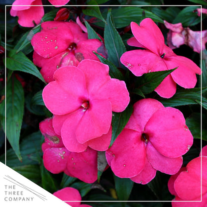 Live Flowering New Guinea Impatiens - Grower's Choice Assorted Colors (3 Plants Per Pack) - Beautiful Shade Flowers - 12" Tall by 5" Wide in 1 Qt Pot