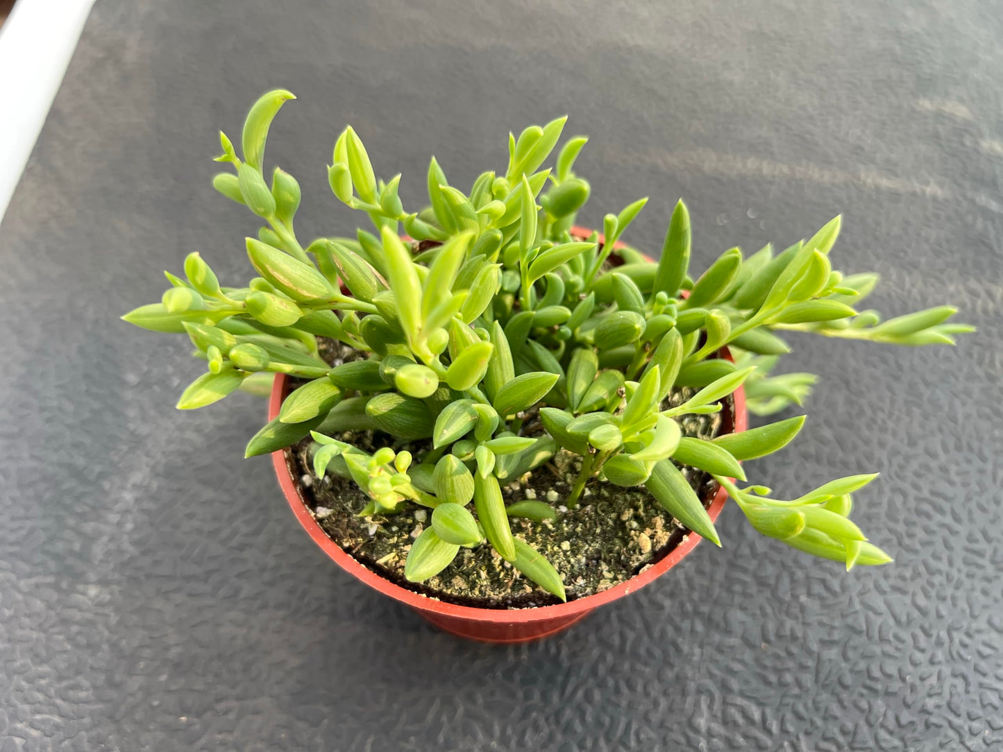 Sprout N Green 4'' Sedum lucidum Obesum, Live Succulent Fully Rooted in Pots with Soil Mix, Rare House Plant for Home Office Indoor Outdoor Wedding Decor, DIY Projects, Party Favor