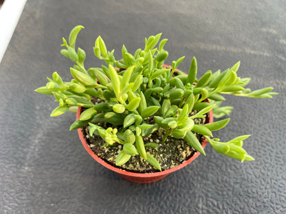 Sprout N Green 4'' Sedum lucidum Obesum, Live Succulent Fully Rooted in Pots with Soil Mix, Rare House Plant for Home Office Indoor Outdoor Wedding Decor, DIY Projects, Party Favor