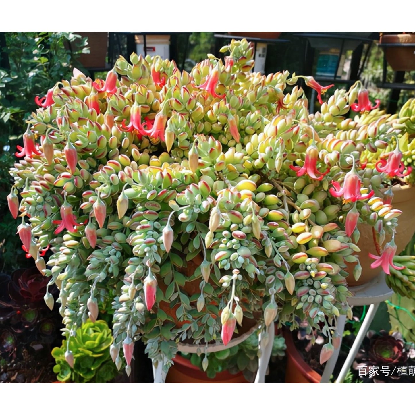 Sprout N Green 4'' Sedum lucidum Obesum, Live Succulent Fully Rooted in Pots with Soil Mix, Rare House Plant for Home Office Indoor Outdoor Wedding Decor, DIY Projects, Party Favor