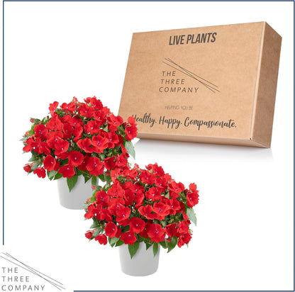 Live Flowering New Guinea Impatiens - Grower's Choice Assorted Colors (3 Plants Per Pack) - Beautiful Shade Flowers - 12" Tall by 5" Wide in 1 Qt Pot