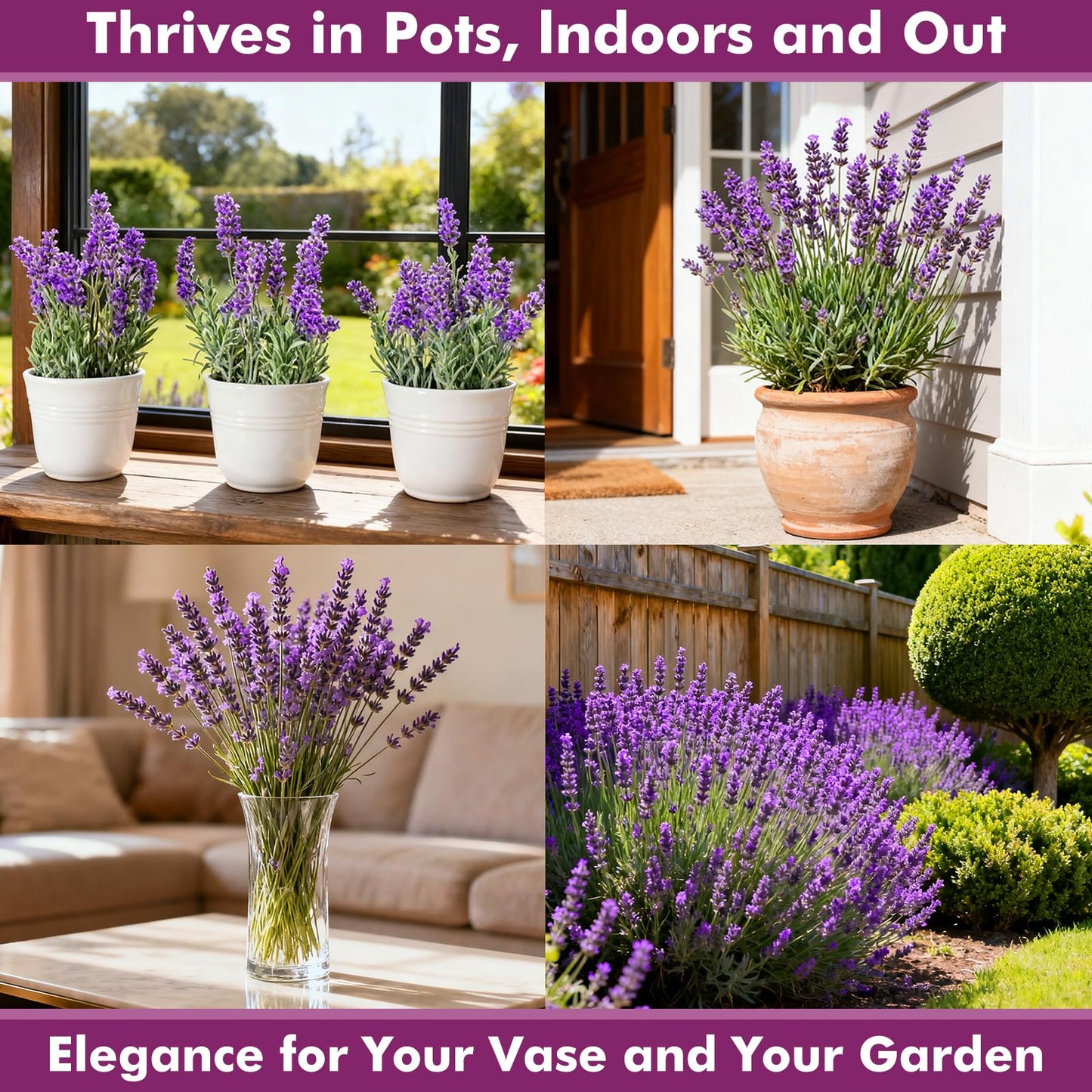 Foxglove Seeds Perennial – Mixed Colors, 200,000+ Seeds Bulk Pack for Easy-to-Grow Home Gardening, Tall Spire Blooms for Garden Borders, Attract Hummingbirds & Bees