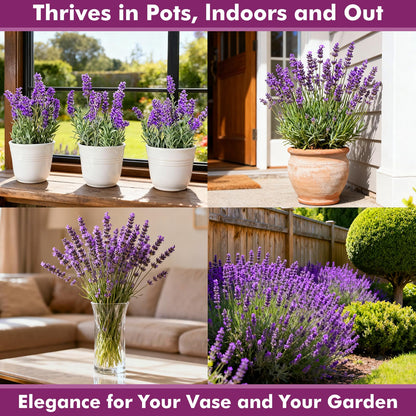 Foxglove Seeds Perennial – Mixed Colors, 200,000+ Seeds Bulk Pack for Easy-to-Grow Home Gardening, Tall Spire Blooms for Garden Borders, Attract Hummingbirds & Bees