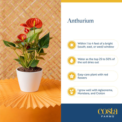 Costa Farms Live Anthurium Indoor Houseplant, Flamingo Flower with Heart-Shaped Red Blooms, 10-14 Inches Tall in Decorative Pot, Natural Air Purifier for Home or Office Decor, Gift for Her