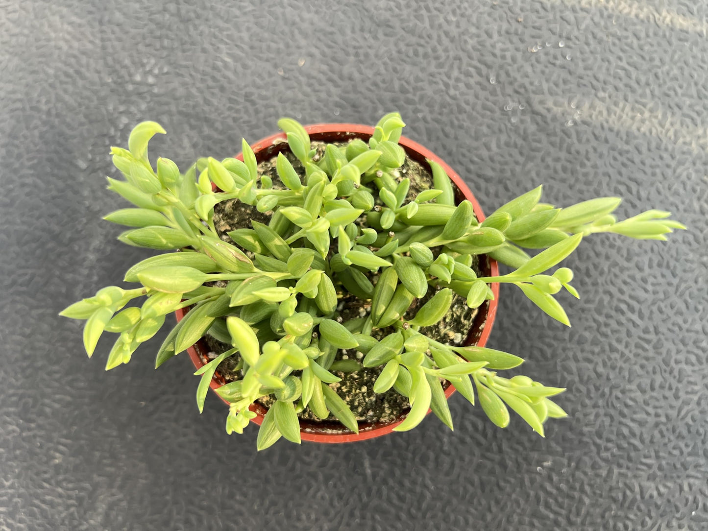 Sprout N Green 4'' Sedum lucidum Obesum, Live Succulent Fully Rooted in Pots with Soil Mix, Rare House Plant for Home Office Indoor Outdoor Wedding Decor, DIY Projects, Party Favor
