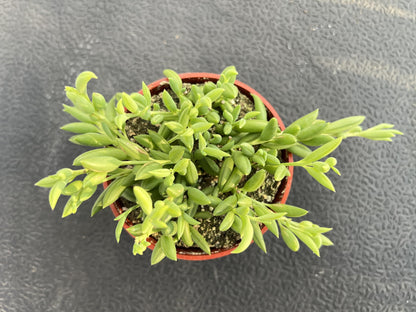 Sprout N Green 4'' Sedum lucidum Obesum, Live Succulent Fully Rooted in Pots with Soil Mix, Rare House Plant for Home Office Indoor Outdoor Wedding Decor, DIY Projects, Party Favor