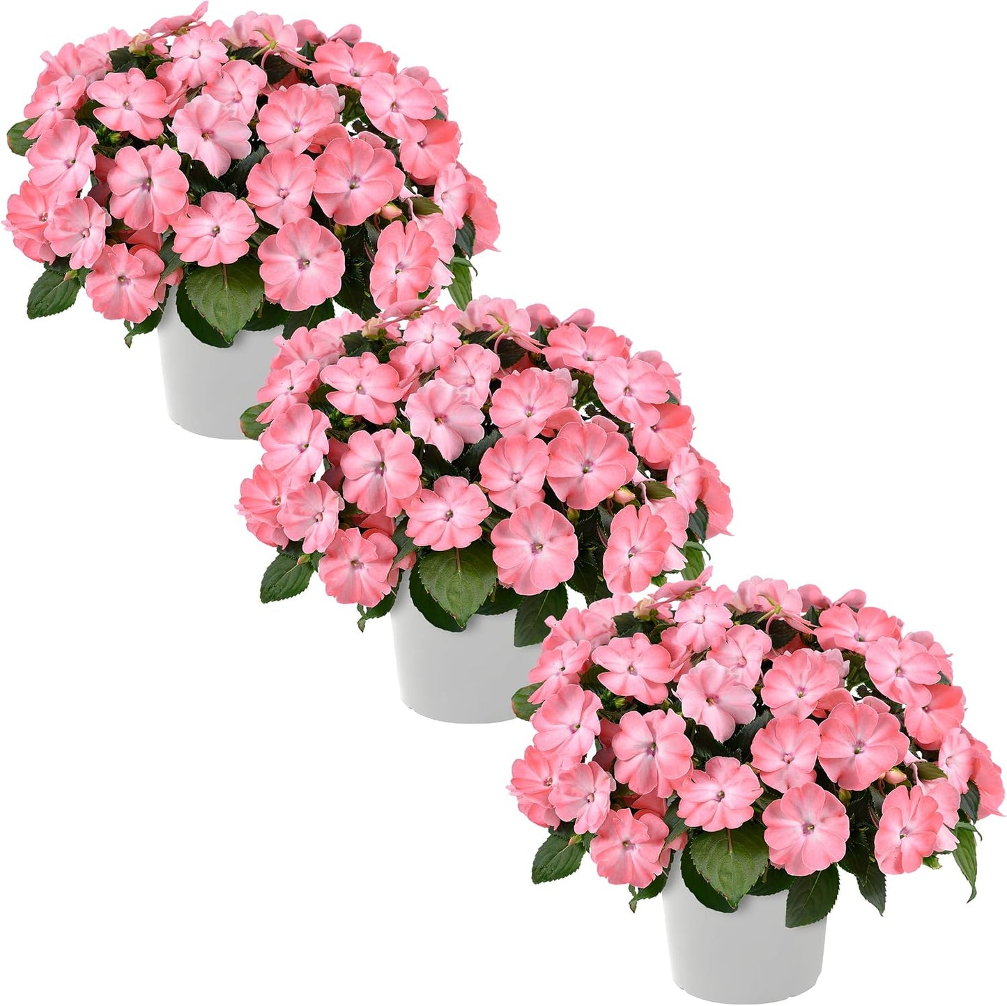 Live Flowering New Guinea Impatiens - Grower's Choice Assorted Colors (3 Plants Per Pack) - Beautiful Shade Flowers - 12" Tall by 5" Wide in 1 Qt Pot