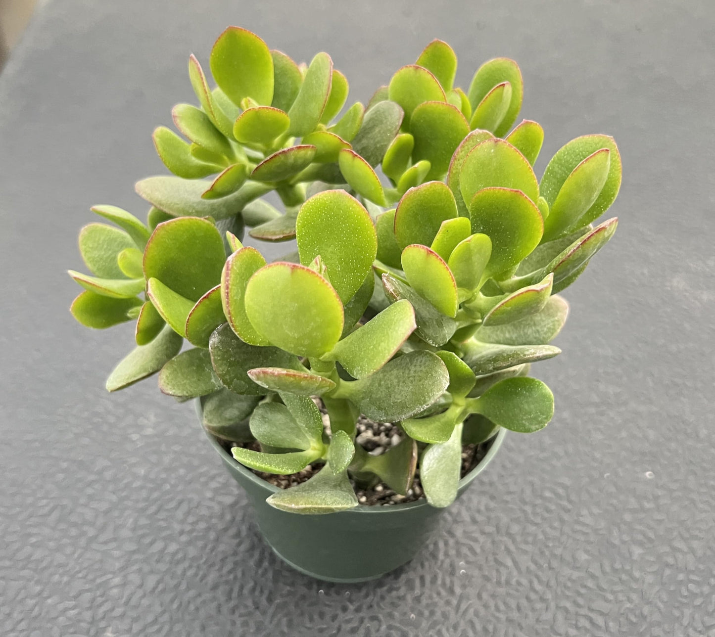 Sprout N Green 4'' Sedum lucidum Obesum, Live Succulent Fully Rooted in Pots with Soil Mix, Rare House Plant for Home Office Indoor Outdoor Wedding Decor, DIY Projects, Party Favor