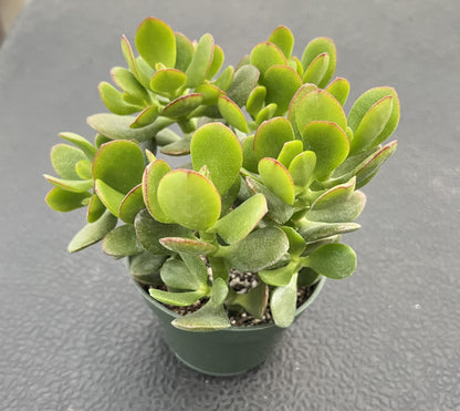 Sprout N Green 4'' Sedum lucidum Obesum, Live Succulent Fully Rooted in Pots with Soil Mix, Rare House Plant for Home Office Indoor Outdoor Wedding Decor, DIY Projects, Party Favor