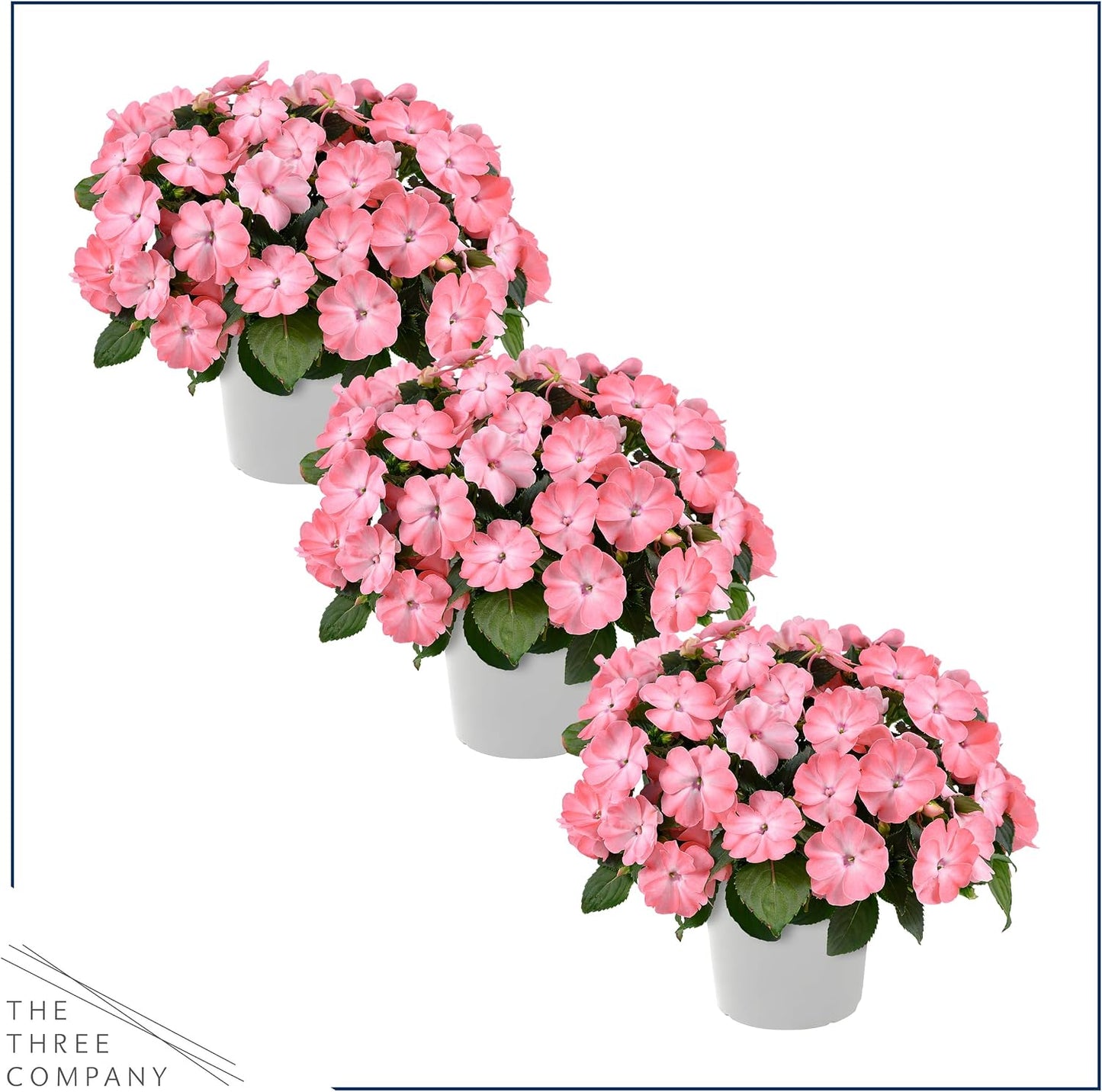 Live Flowering New Guinea Impatiens - Grower's Choice Assorted Colors (3 Plants Per Pack) - Beautiful Shade Flowers - 12" Tall by 5" Wide in 1 Qt Pot