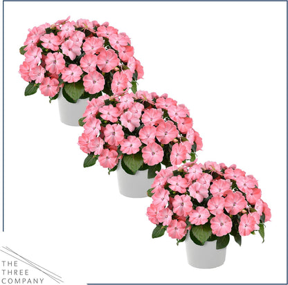 Live Flowering New Guinea Impatiens - Grower's Choice Assorted Colors (3 Plants Per Pack) - Beautiful Shade Flowers - 12" Tall by 5" Wide in 1 Qt Pot
