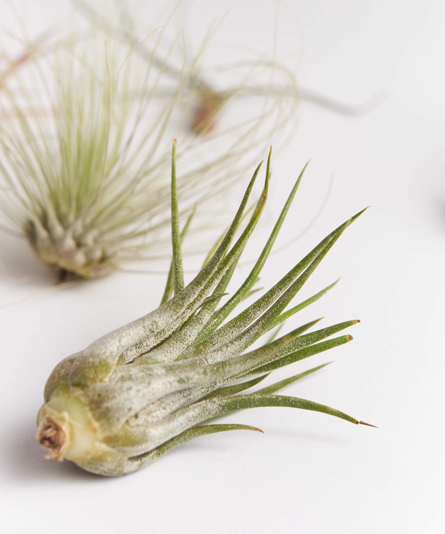 Shop Succulents | Assorted Collection of Tropical Tillandsia Air Plant Kit, Hand Selected Variety Pack | Collection of 12