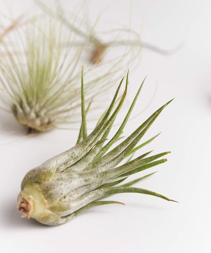 Shop Succulents | Assorted Collection of Tropical Tillandsia Air Plant Kit, Hand Selected Variety Pack | Collection of 12
