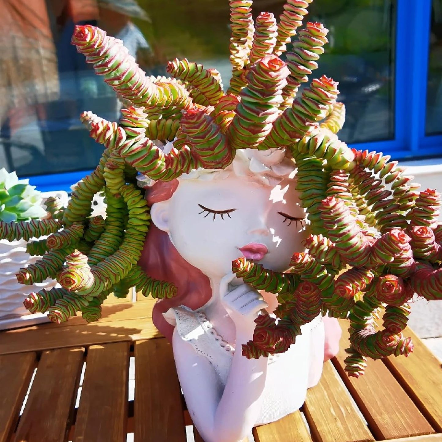 Sprout N Green 4'' Sedum lucidum Obesum, Live Succulent Fully Rooted in Pots with Soil Mix, Rare House Plant for Home Office Indoor Outdoor Wedding Decor, DIY Projects, Party Favor
