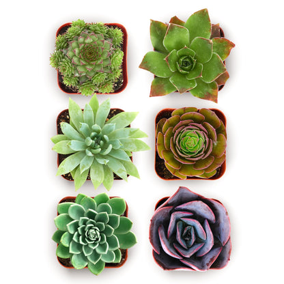 Shop Succulents Echeveria & Rosette Live Succulent Variety Pack – Fully Rooted 2" Potted Plants for Gifts, Favors, DIY Projects, Terrariums, Home Décor, and Garden Arrangements, 256 Pack