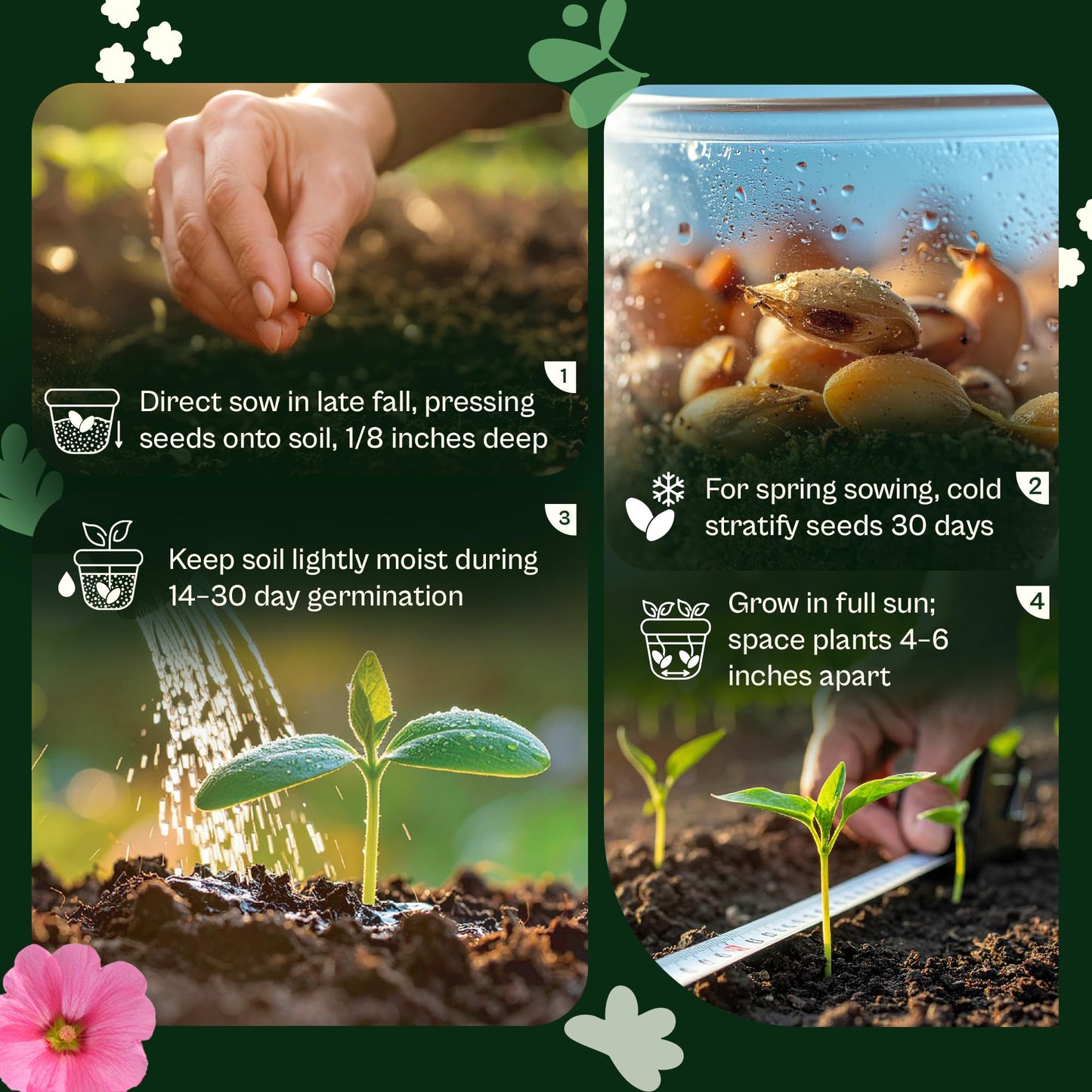 SVI 50 Teddy Bear Sunflower Seeds (Helianthus annuus) – Dwarf Teddy Bear Sunflower Seed Packets – Annual Cut Flower Seeds for Outdoor Garden & Indoor Garden, Containers, Patios, Flower Beds