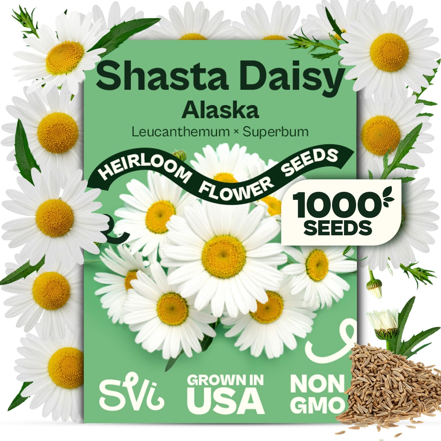 SVI 50 Teddy Bear Sunflower Seeds (Helianthus annuus) – Dwarf Teddy Bear Sunflower Seed Packets – Annual Cut Flower Seeds for Outdoor Garden & Indoor Garden, Containers, Patios, Flower Beds