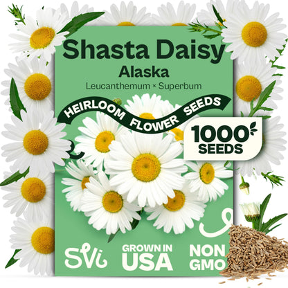 SVI 50 Teddy Bear Sunflower Seeds (Helianthus annuus) – Dwarf Teddy Bear Sunflower Seed Packets – Annual Cut Flower Seeds for Outdoor Garden & Indoor Garden, Containers, Patios, Flower Beds