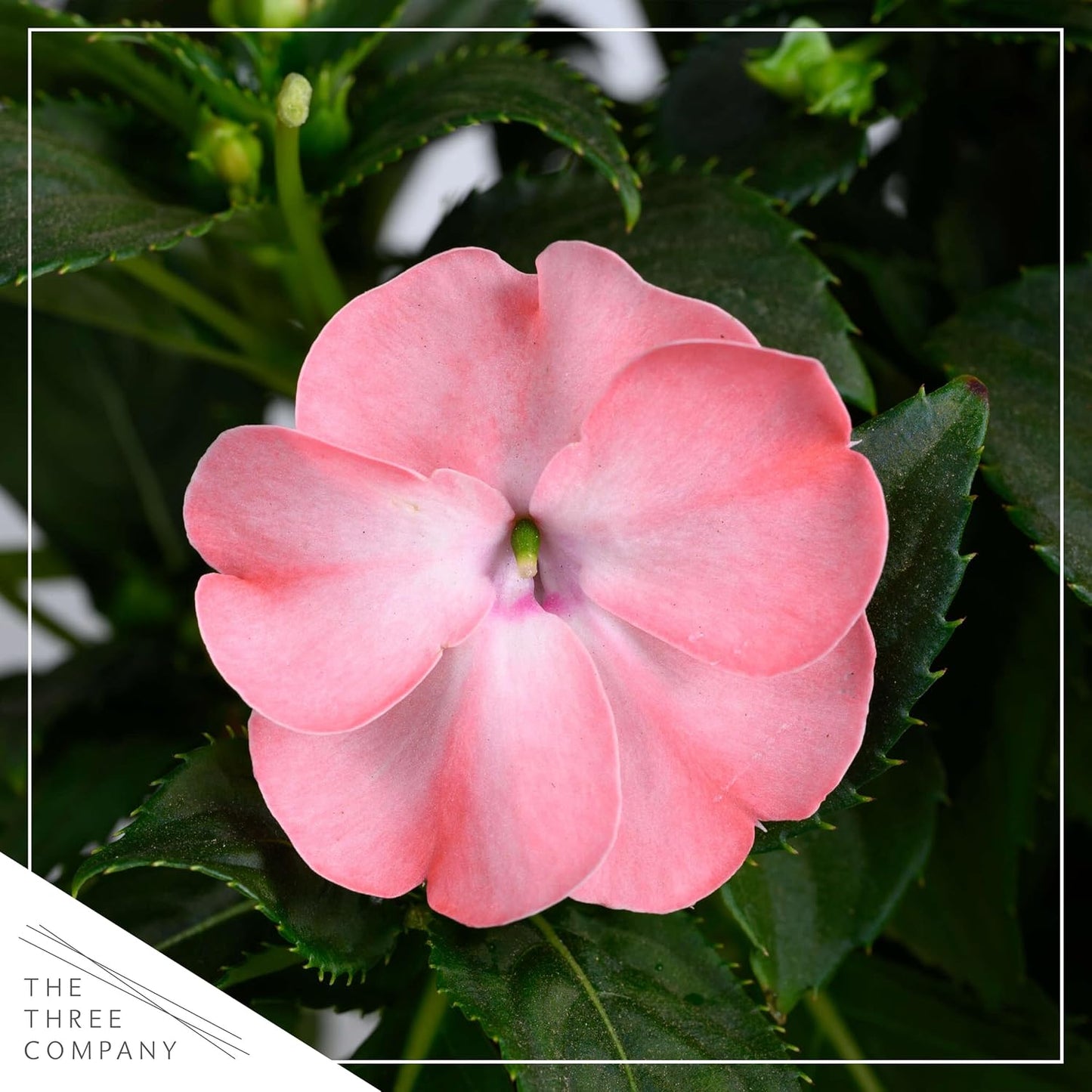 Live Flowering New Guinea Impatiens - Grower's Choice Assorted Colors (3 Plants Per Pack) - Beautiful Shade Flowers - 12" Tall by 5" Wide in 1 Qt Pot