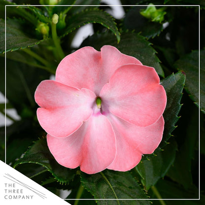 Live Flowering New Guinea Impatiens - Grower's Choice Assorted Colors (3 Plants Per Pack) - Beautiful Shade Flowers - 12" Tall by 5" Wide in 1 Qt Pot