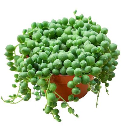Othonna Capensis Ruby Necklace Live Succulent Plant (4-inch), Fully Rooted Trailing Houseplant for Hanging Baskets, Low Maintenance Home & Office Decor, Ideal Gift for Plant Lovers