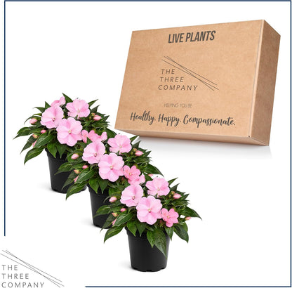 Live Flowering New Guinea Impatiens - Grower's Choice Assorted Colors (3 Plants Per Pack) - Beautiful Shade Flowers - 12" Tall by 5" Wide in 1 Qt Pot