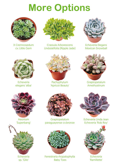 Othonna Capensis Ruby Necklace Live Succulent Plant (4-inch), Fully Rooted Trailing Houseplant for Hanging Baskets, Low Maintenance Home & Office Decor, Ideal Gift for Plant Lovers