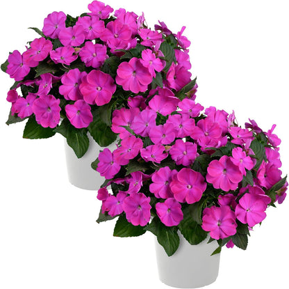 Live Flowering New Guinea Impatiens - Grower's Choice Assorted Colors (3 Plants Per Pack) - Beautiful Shade Flowers - 12" Tall by 5" Wide in 1 Qt Pot