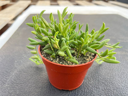 Sprout N Green 4'' Sedum lucidum Obesum, Live Succulent Fully Rooted in Pots with Soil Mix, Rare House Plant for Home Office Indoor Outdoor Wedding Decor, DIY Projects, Party Favor